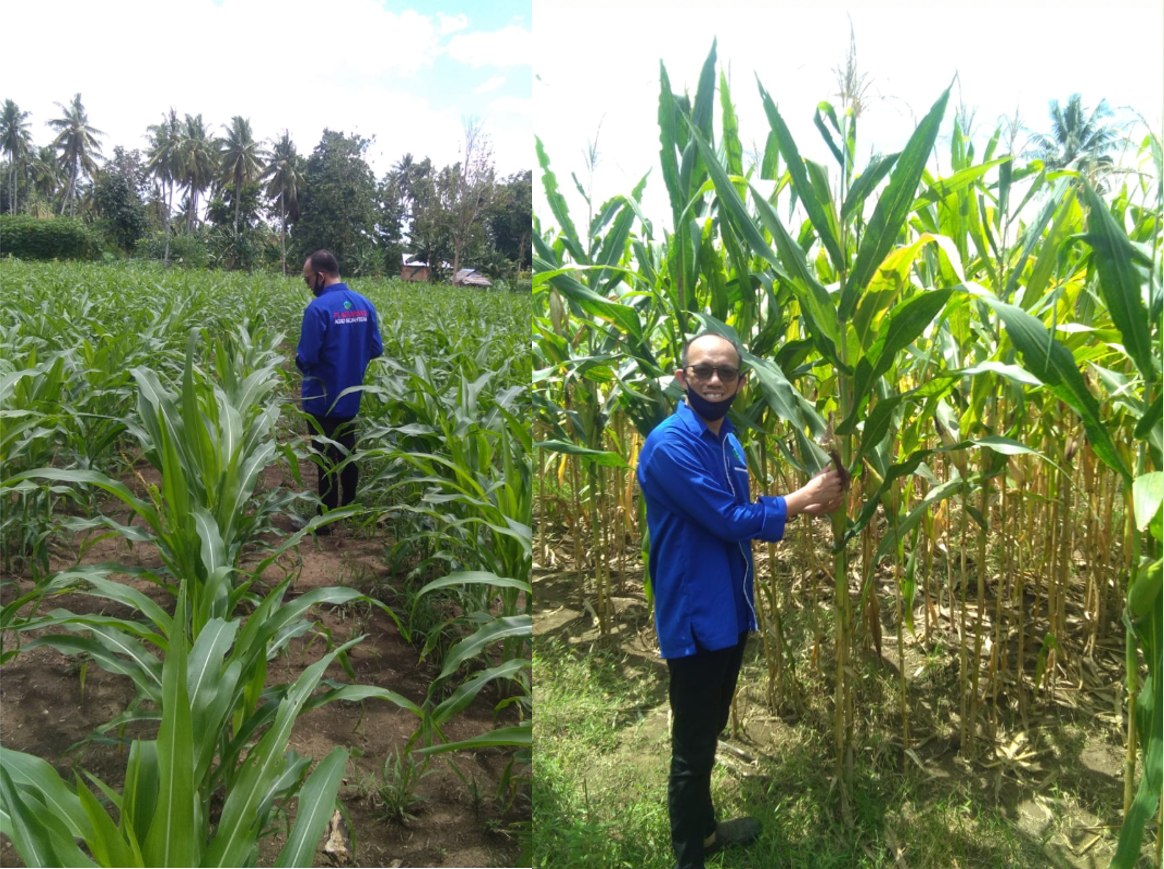 Keberhasilan pertumbuhan jagung